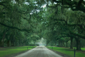 t historic avenue of oaks at boone hall plantation in charleston, south carolina, photographed by jamie bannon photography.