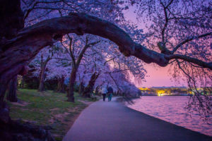 an elderly couple strolls by the tidal basin during a purple sunrise with cherry blossoms in bloom in washington, d.c., photographed by jamie bannon photography.