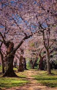 cherry blossoms begin to reach peak bloom in washington, d.c., photographed by jamie bannon photography.
