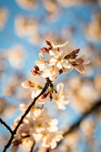 cherry blossoms begin to reach peak bloom in washington, d.c., photographed by jamie bannon photography.