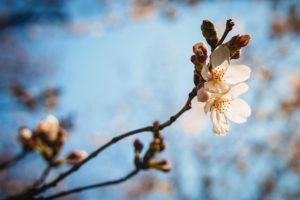 cherry blossoms begin to reach peak bloom in washington, d.c., photographed by jamie bannon photography.