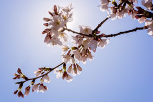 cherry blossoms begin to reach peak bloom in washington, d.c., photographed by jamie bannon photography.