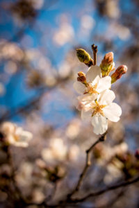 cherry blossoms begin to reach peak bloom in washington, d.c., photographed by jamie bannon photography.