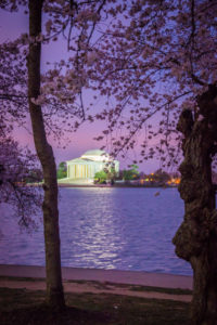 cherry blossoms in bloom with the jefferson memorial at the tidal basin at sunrise in washington, d.c., photographed by jamie bannon photography.