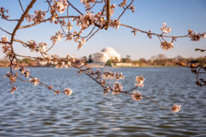 cherry blossoms in bloom with the jefferson memorial at the tidal basin in washington, d.c., photographed by jamie bannon photography.