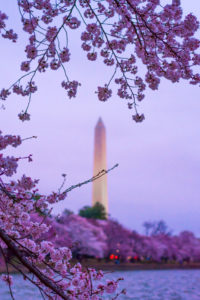 the washington monument with cherry blossoms during a purple sunrise in washington, d.c., photographed by jamie bannon photography.