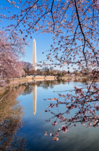 the washington monument with cherry blossoms and reflection in the tidal basin in washington, d.c., photographed by jamie bannon photography.