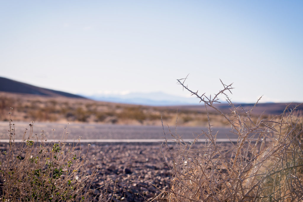 brush by the roadside in death valley, california, photographed by jamie bannon photography.