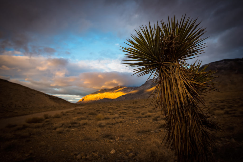 landscape with joshua tree in death valley, california at sunset, photographed by jamie bannon photography.