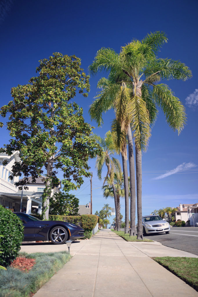 sidewalk with palm trees in sunny san diego, california, photographed by jamie bannon photography.