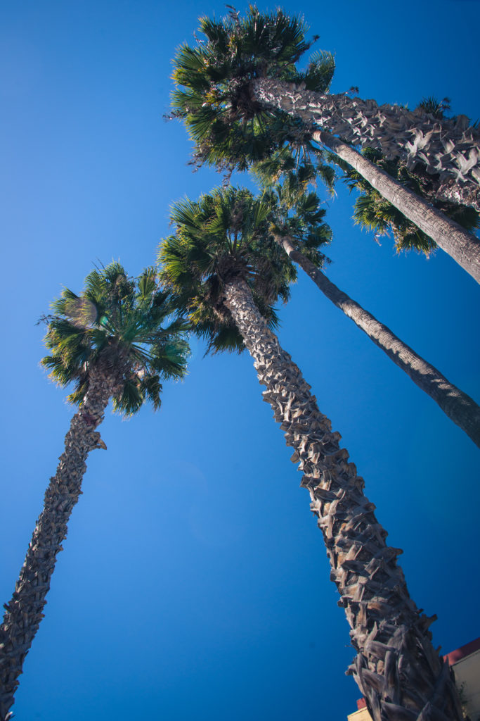looking up at palm trees against a blue sky in san diego, california, photographed by jamie bannon photography.