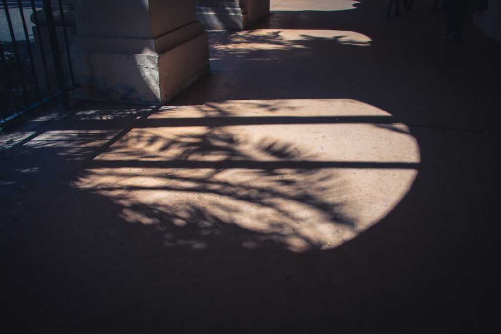 palm trees cast shadows on the walkway at balboa park in san diego, california, photographed by jamie bannon photography.