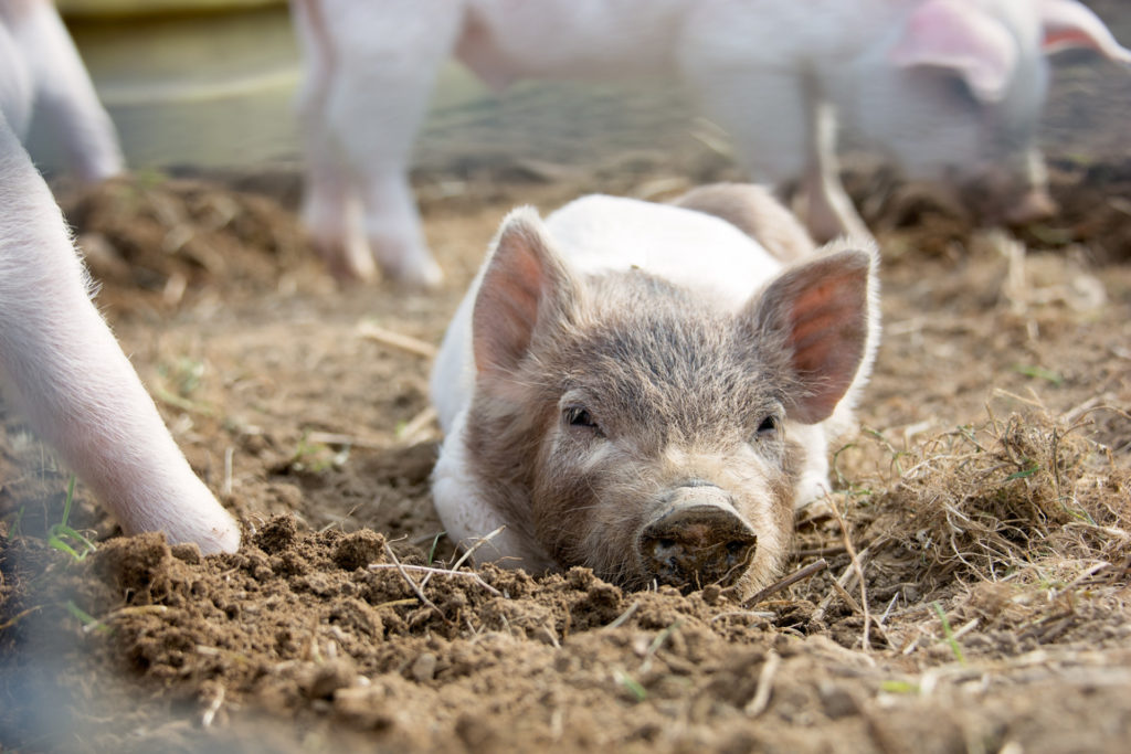 a pig on the farm at kent falls brewing company in kent, connecticut, photographed by jamie bannon photography.