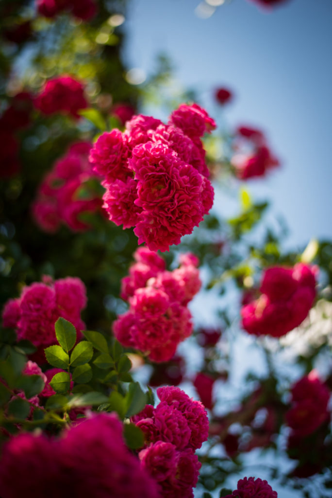 pink roses at the elizabeth park rose gardens in hartford, connecticut, photographed by jamie bannon photography.