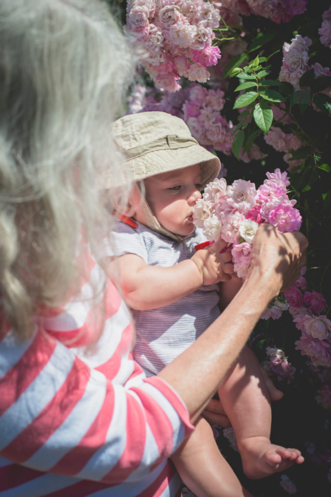 grandma and baby enjoy the elizabeth park rose gardens in hartford, connecticut, photographed by jamie bannon photography.