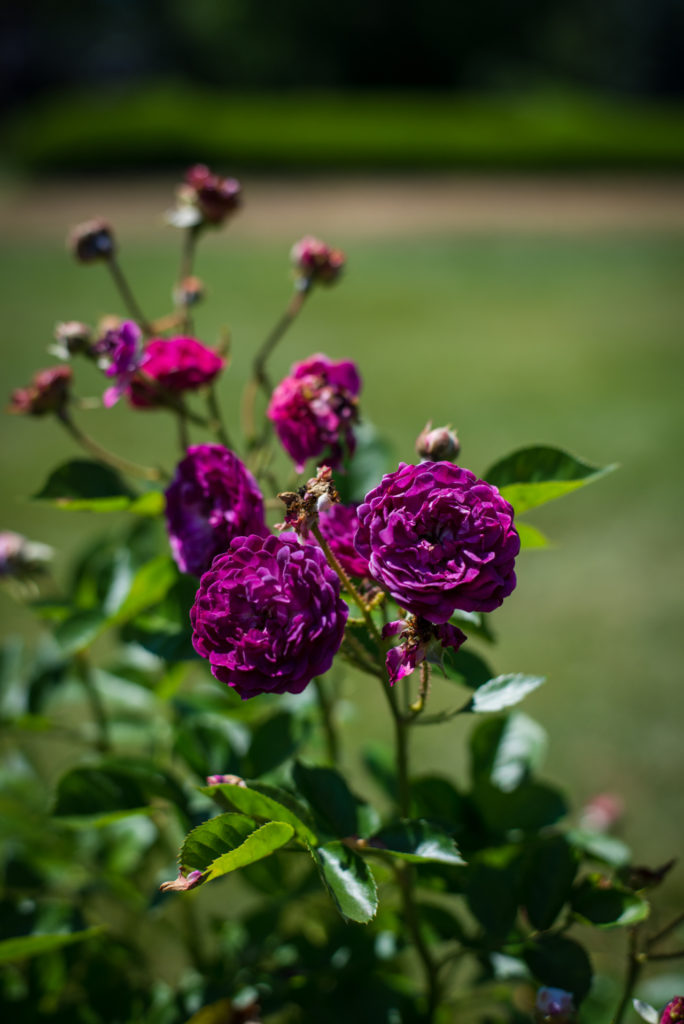 purple roses at the elizabeth park rose gardens in hartford, connecticut, photographed by jamie bannon photography.