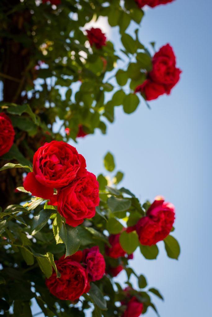 red roses at the elizabeth park rose gardens in hartford, connecticut, photographed by jamie bannon photography.
