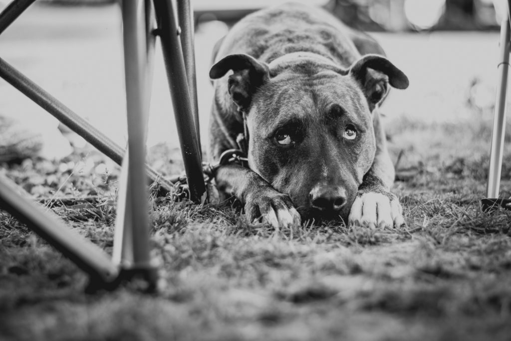 black and white image of a dog rolling her eyes under a camping chair at a campsite in randolph, vermont, photographed by jamie bannon photography.