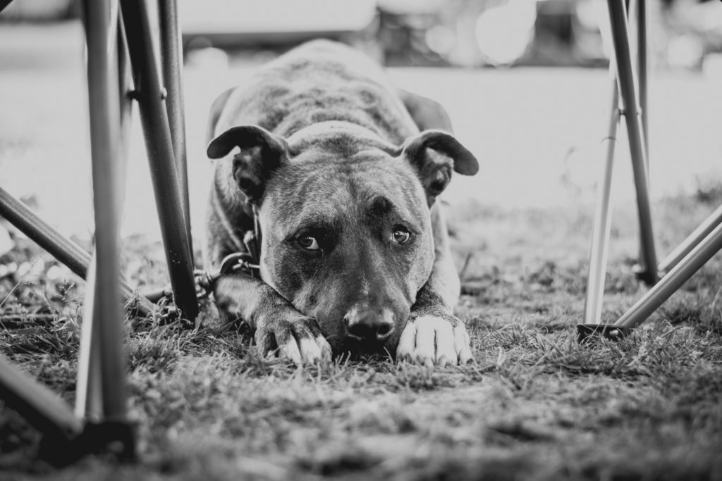 black and white image of a dog resting under a camping chair at a campsite in randolph, vermont, photographed by jamie bannon photography.