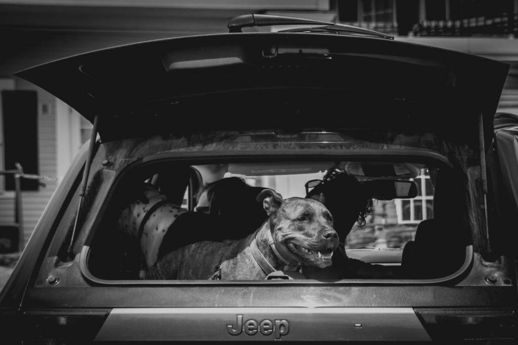 black and white image of a dog in the back of a jeep in smugglers' notch, vermont, photographed by jamie bannon photography.