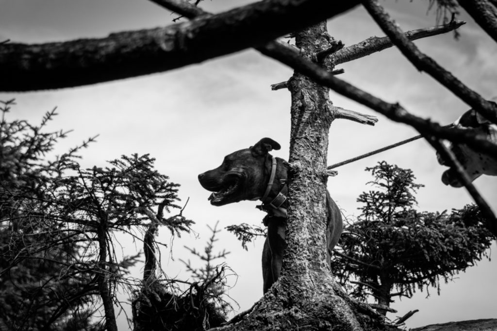 a dog through the trees at smugglers' notch state park in vermont, photographed by jamie bannon photography.