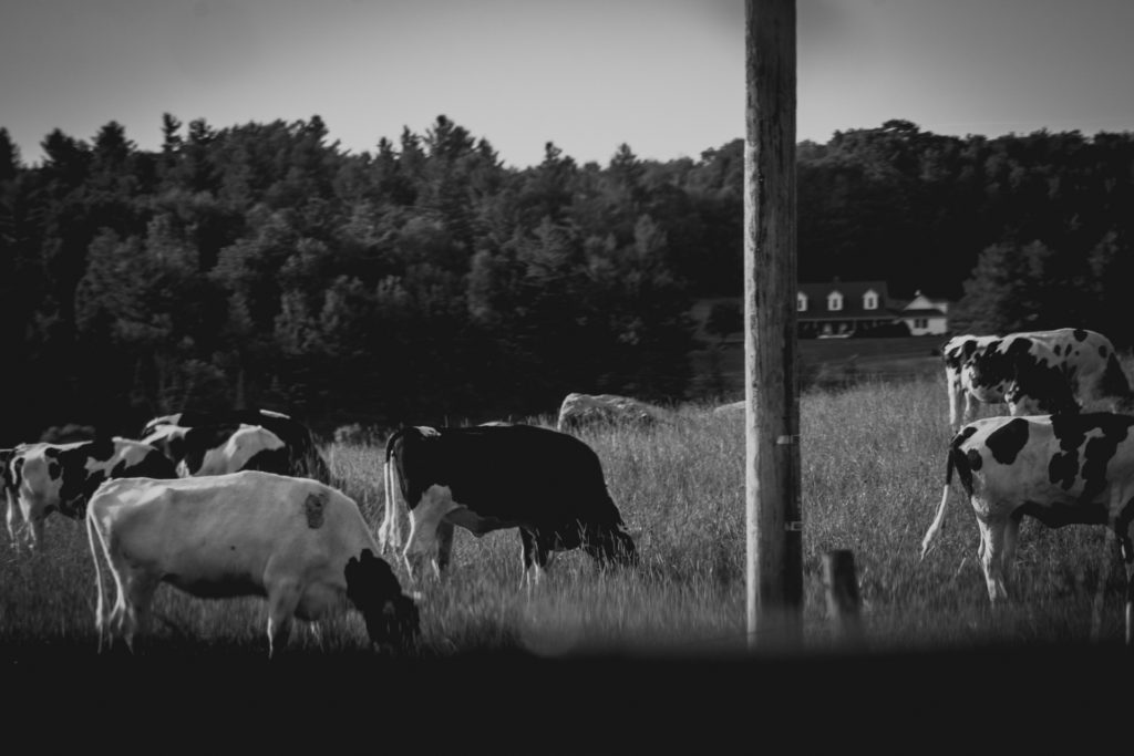 black and white image of cows on a farm in vermont, photographed by jamie bannon photography.
