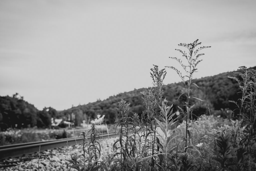 weeds grow by some railroad tracks in vermont, photographed by jamie bannon photography.