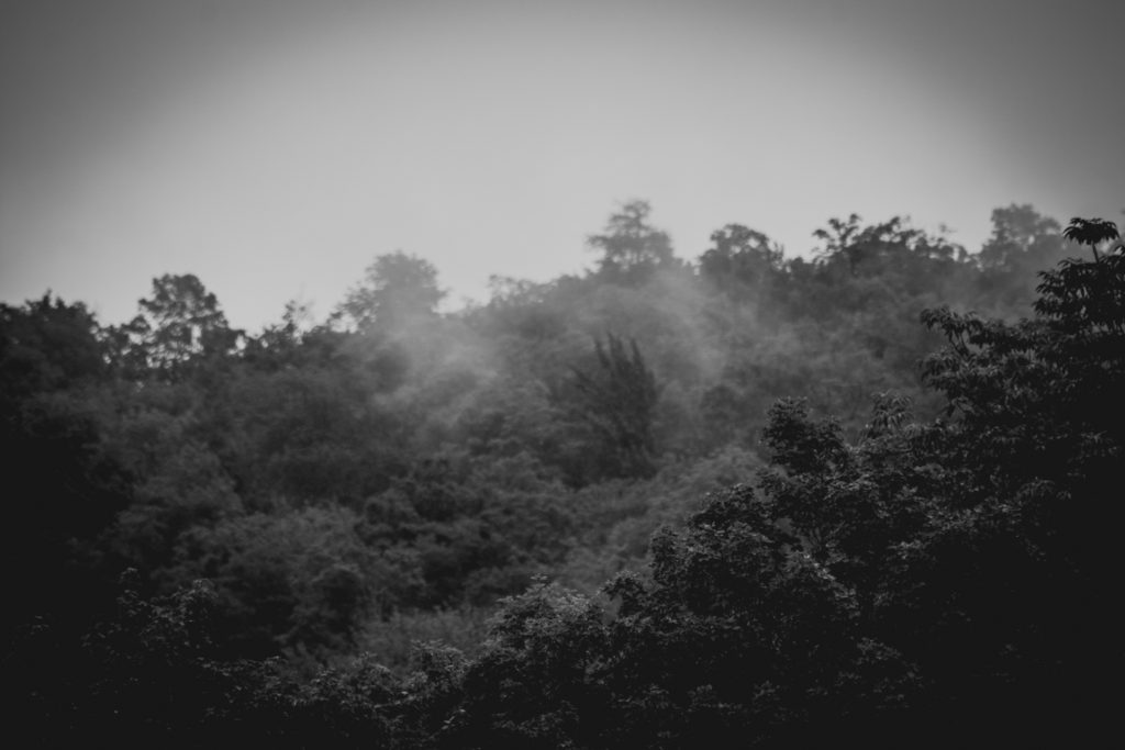 fog settles in the trees in randolph, vermont, photographed by jamie bannon photography.