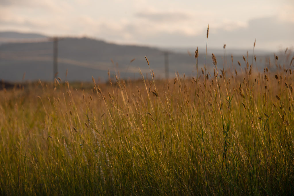 a wheat field at sunset at a campground in kamloops, alberta, canada, photographed by jamie bannon photography.