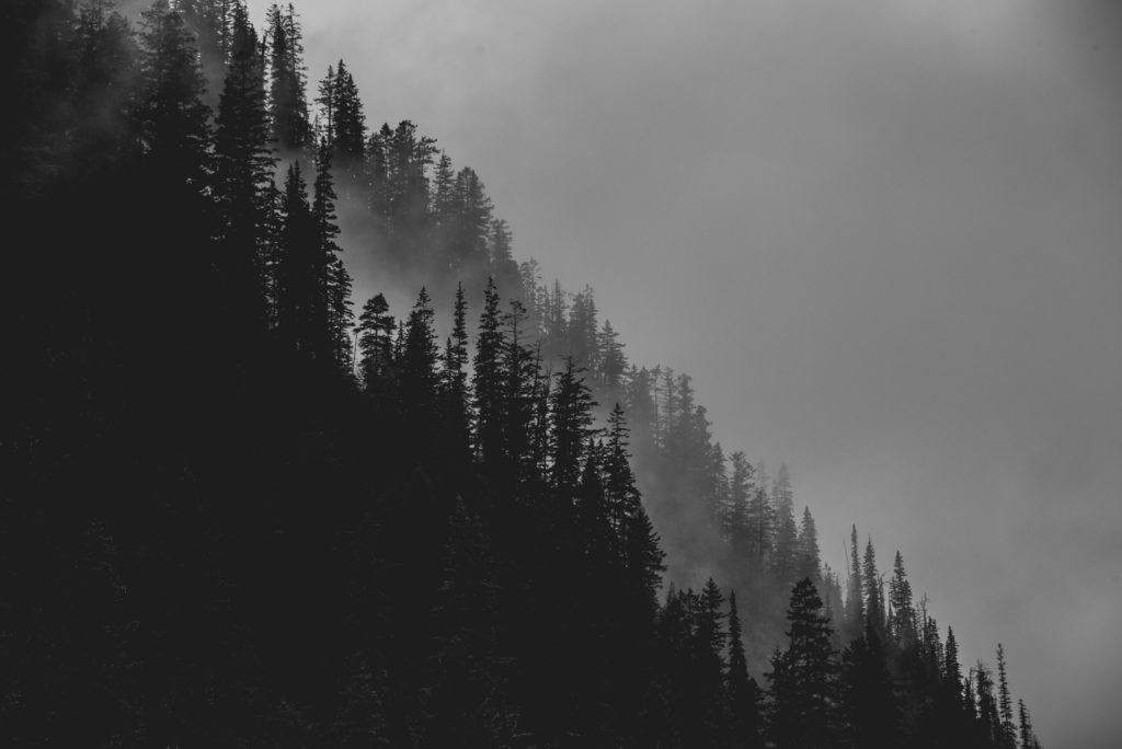 black and white tree lined mountains in fog at yoho national park of canada in british columbia, photographed by jamie bannon photography.
