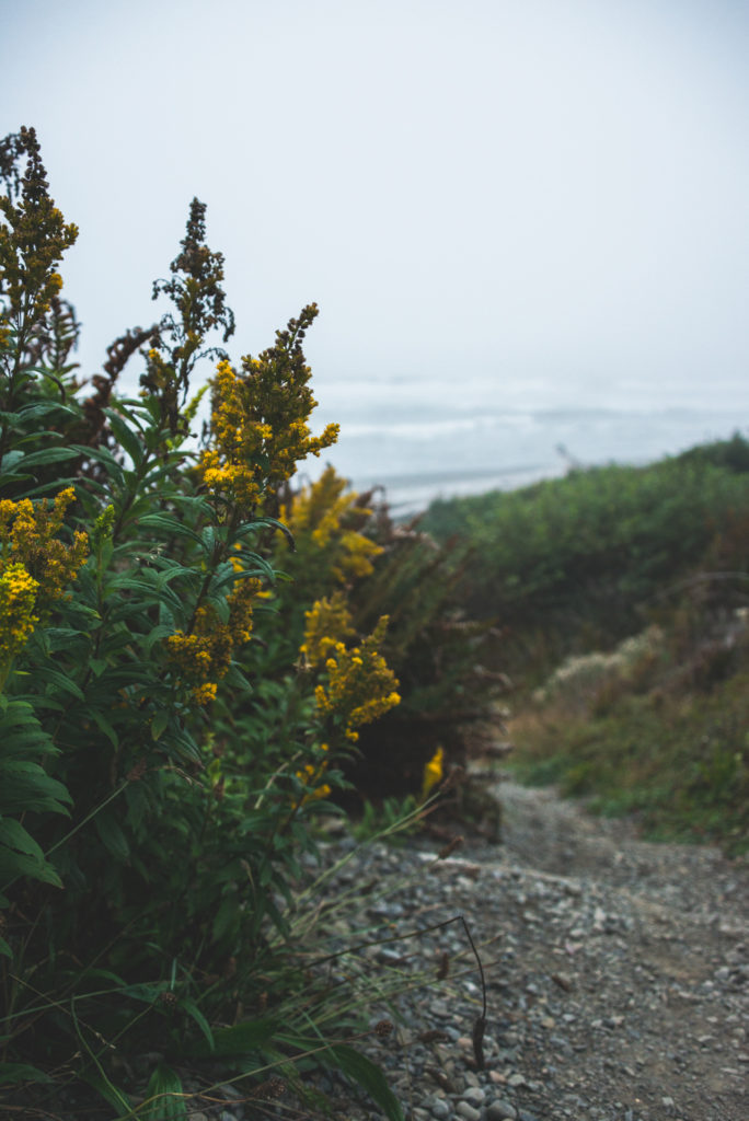 yellow wildflowers flank a path down to the beach on a foggy day on the olympic peninsula in washington, photographed by jamie bannon photography.