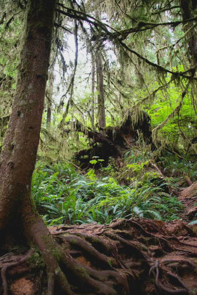 hiking the lake quinault rainforest on the olympic peninsula in washington, photographed by jamie bannon photography.