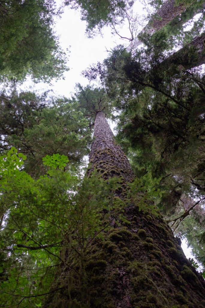 looking up while hiking the lake quinault rainforest on the olympic peninsula in washington, photographed by jamie bannon photography.