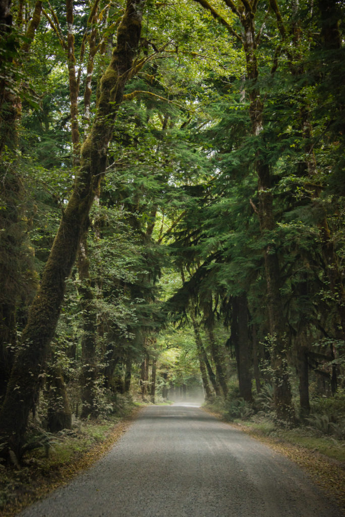 road through the lake quinault rainforest on the olympic peninsula in washington, photographed by jamie bannon photography.