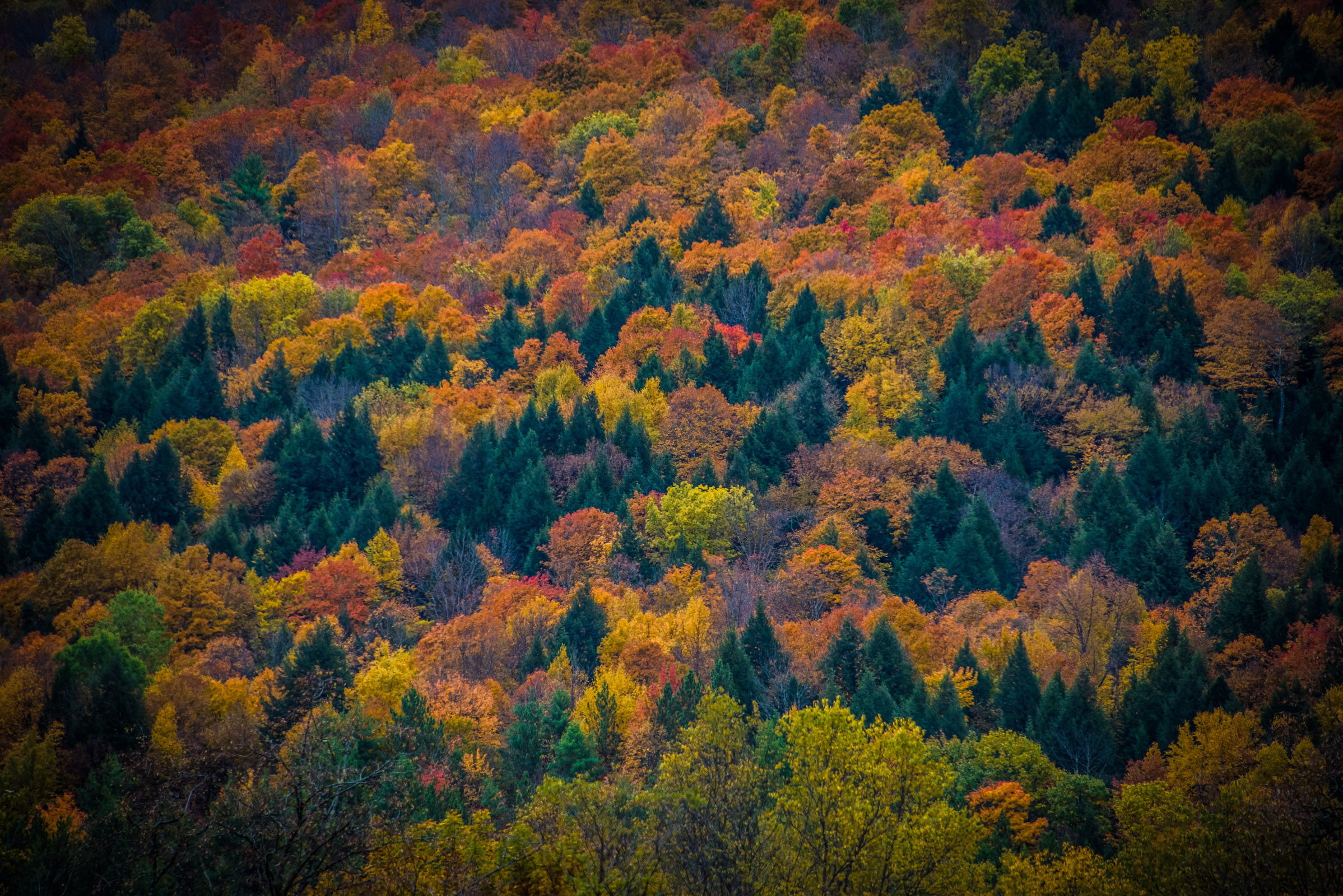 colorful fall foliage in vermont, photographed by jamie bannon photography.