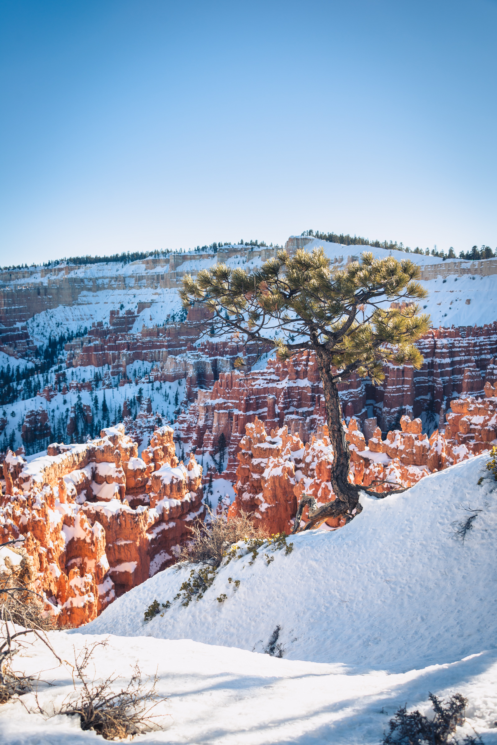 landscape photo of bryce canyon, utah, photographed by jamie bannon photography.